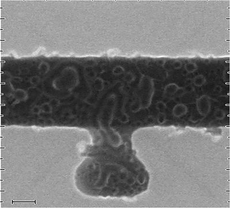 Ibm Stm 10 Nm Strained Fd Soi Temp Low