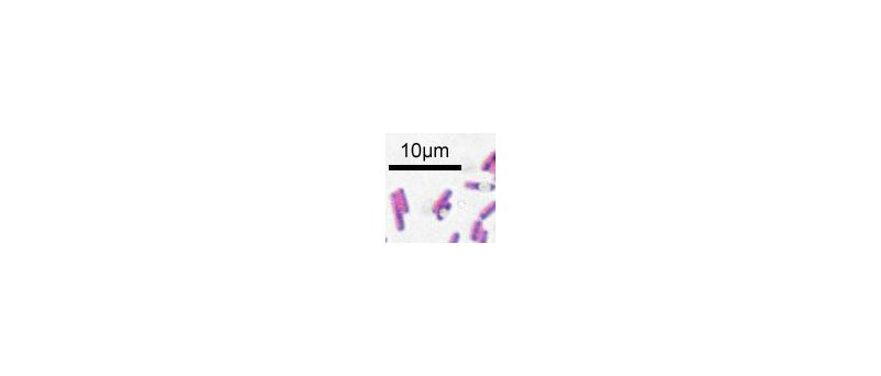 Bacillus subtilis