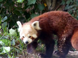 Panda červená (Firefox)