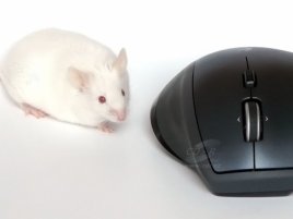 Dvě myši, jedna z nich je Logitech MX 1100
