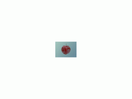 ringle